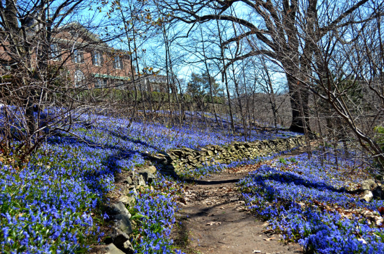 Woodland Glory of the snow at Wave Hill