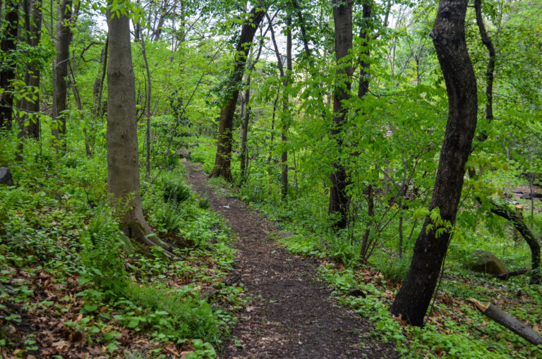 Wave hill Forest Bathing Honoring Earth credit Wave Hill