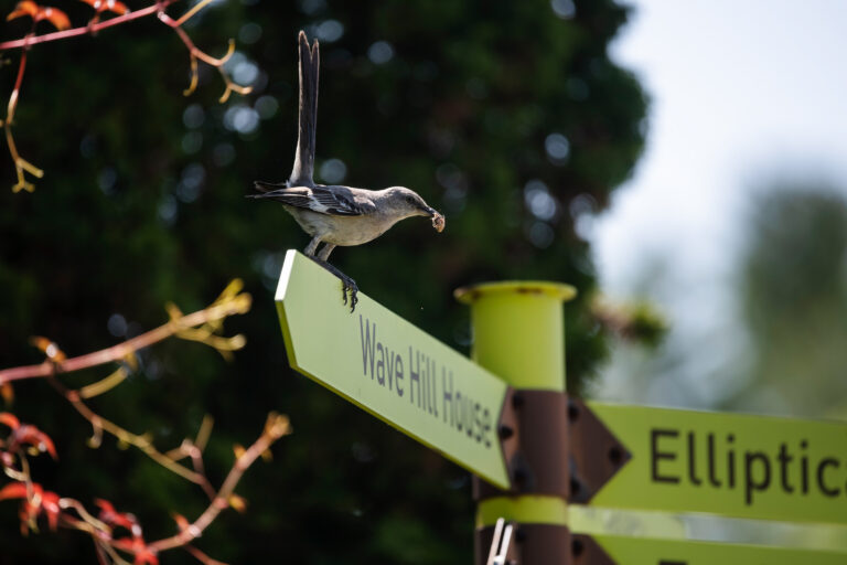 Wave hill Spring Birding credit Karsten Moran